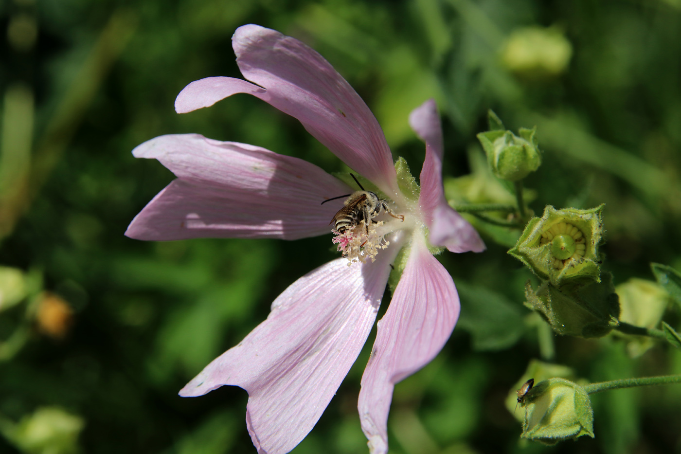 Image of Malva thuringiaca specimen.