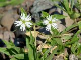 Fimbripetalum radians. Верхушка растения с цветками. Иркутск, р. Ангара, о. Конный, возле путей детской ж. д. 30.07.2022.