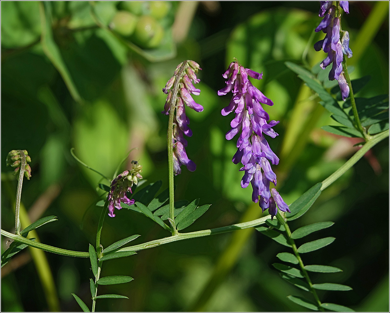 Image of Vicia cracca specimen.