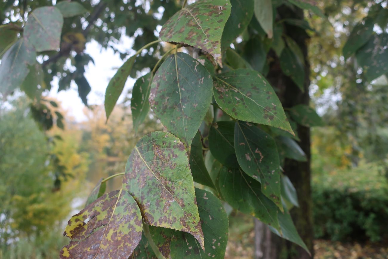 Image of Populus &times; sibirica specimen.