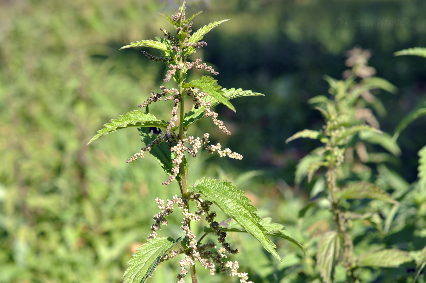 Image of Urtica angustifolia specimen.