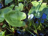 Calla palustris