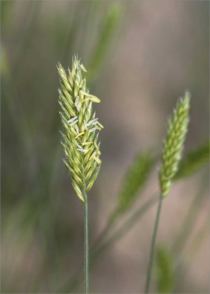 Image of genus Agropyron specimen.