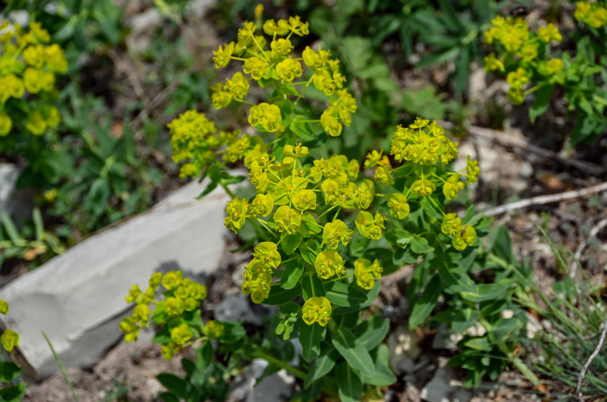 Image of Euphorbia iberica specimen.