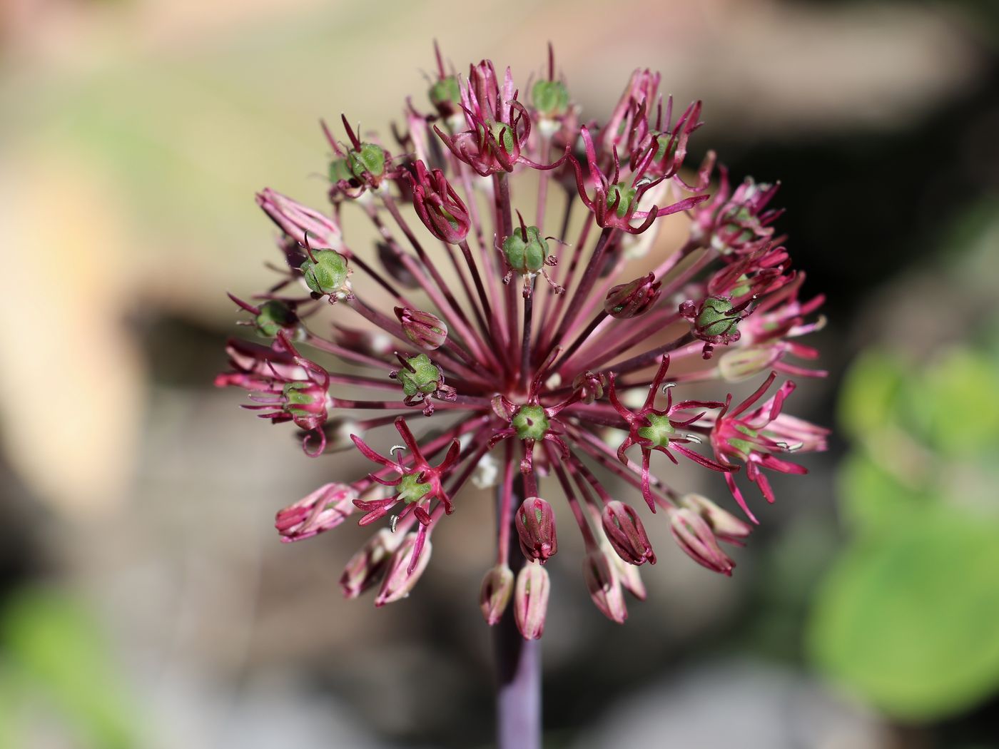 Image of Allium taeniopetalum specimen.