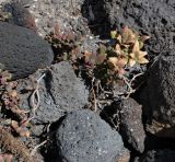 Tetragonia tetragonoides. Вегетирующие растения. Чили, обл. Valparaiso, провинция Isla de Pascua, северо-восточная часть острова, окр. бухты Ovahe. 13.03.2023.