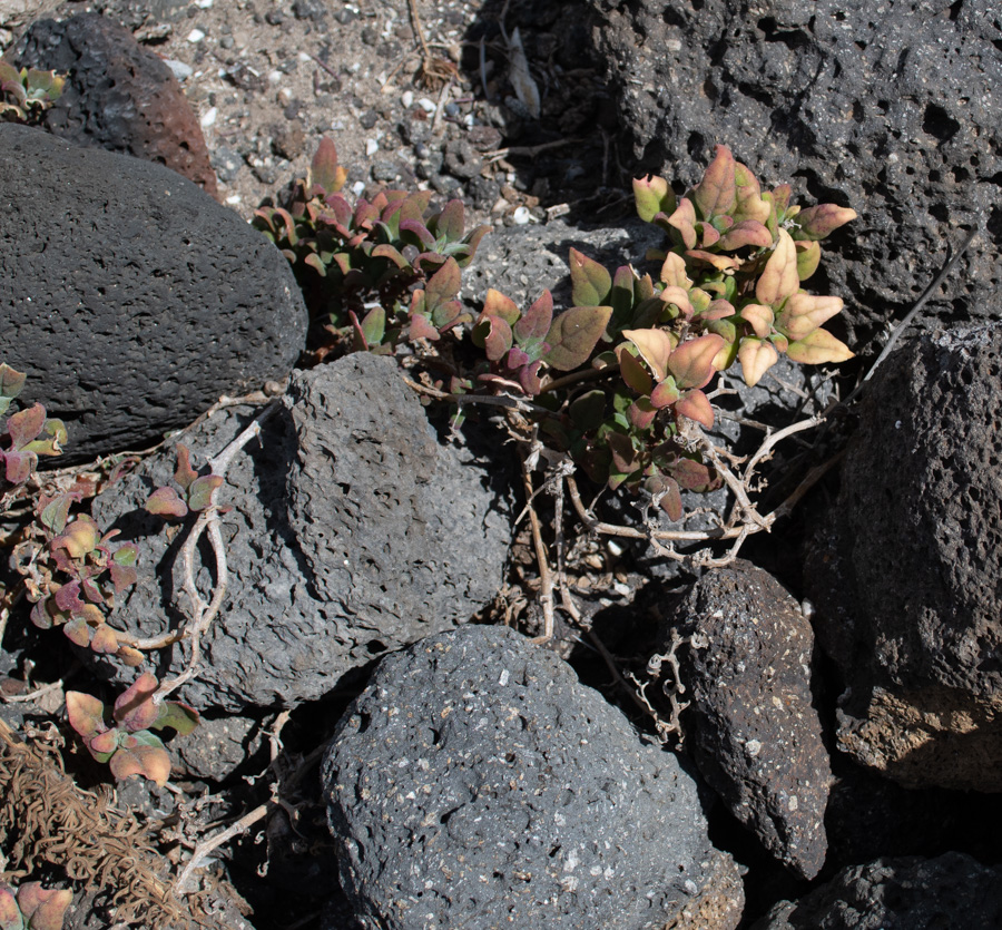 Image of Tetragonia tetragonoides specimen.