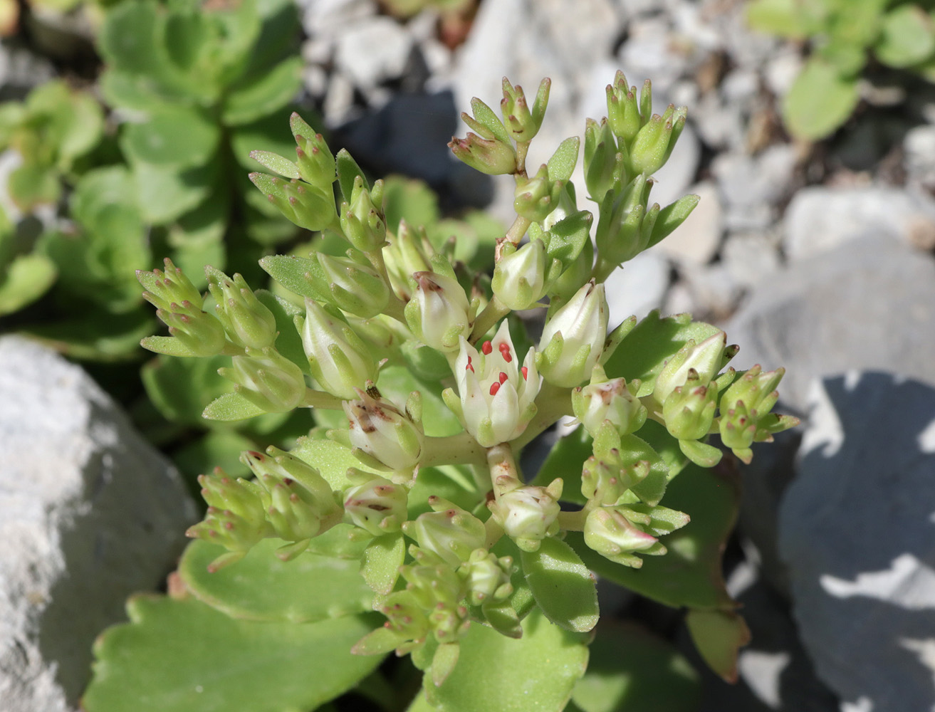 Image of Sedum oppositifolium specimen.