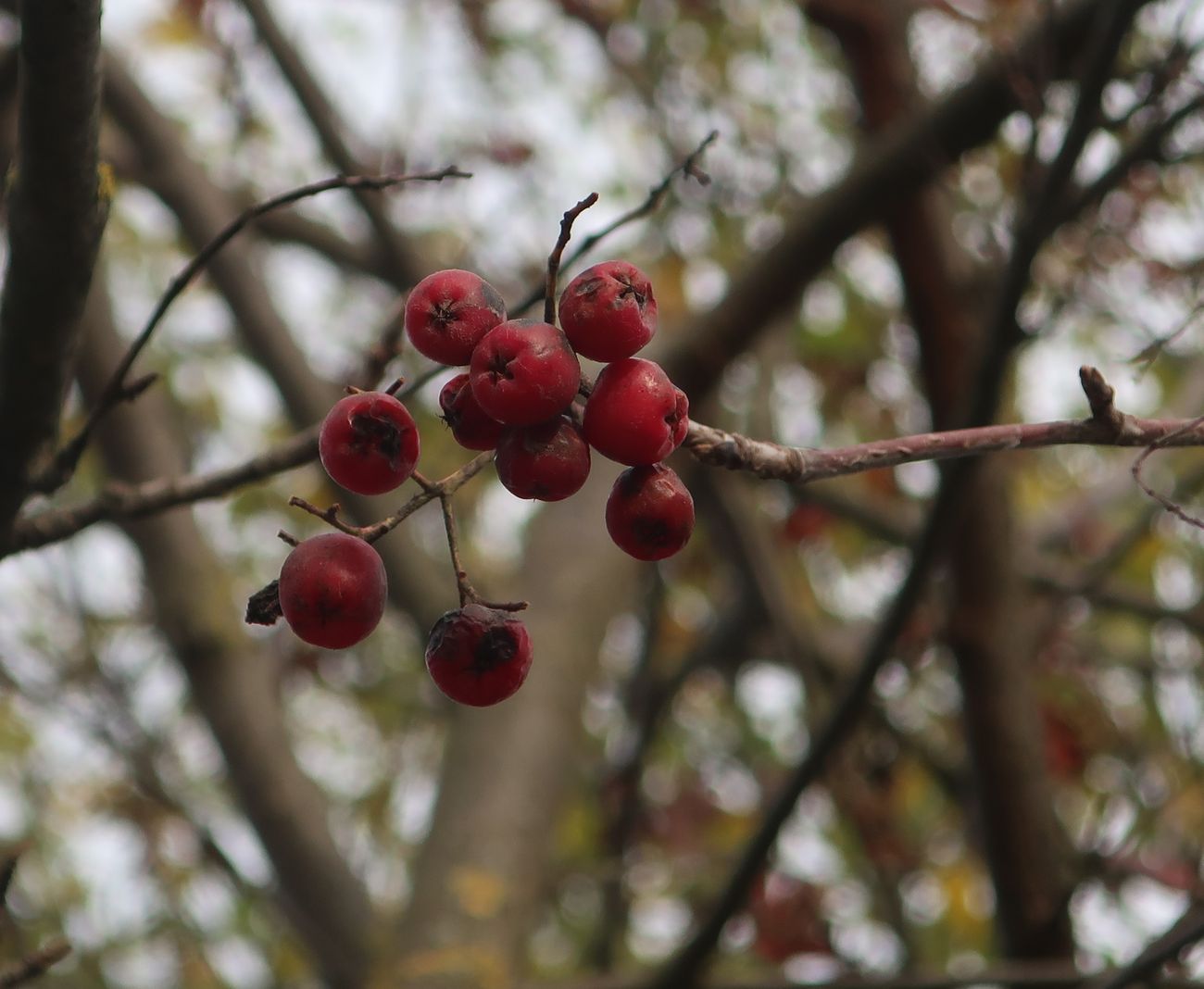 Image of genus Sorbus specimen.