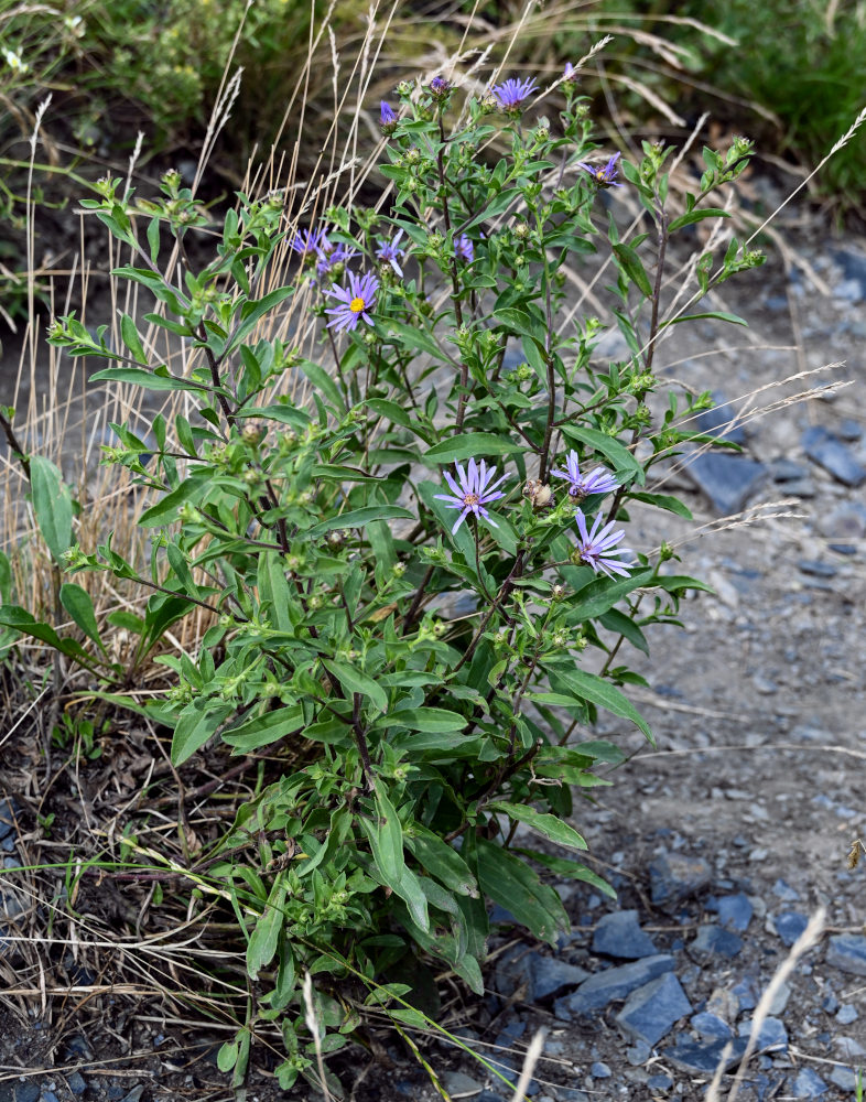 Image of Aster bessarabicus specimen.