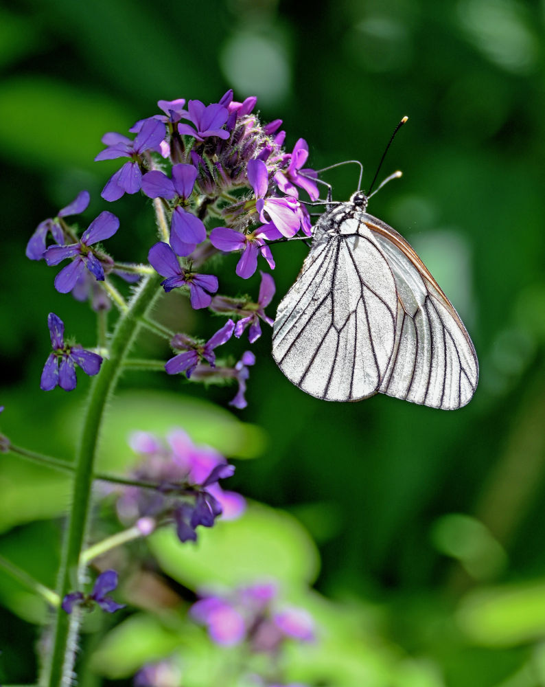 Изображение особи Hesperis sibirica.