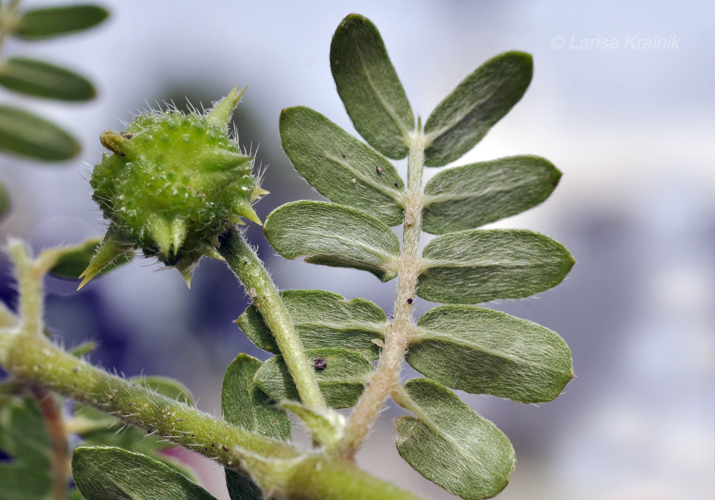 Изображение особи Tribulus terrestris.