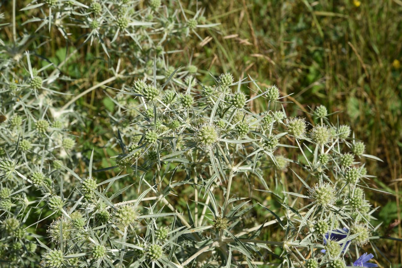 Изображение особи Eryngium campestre.