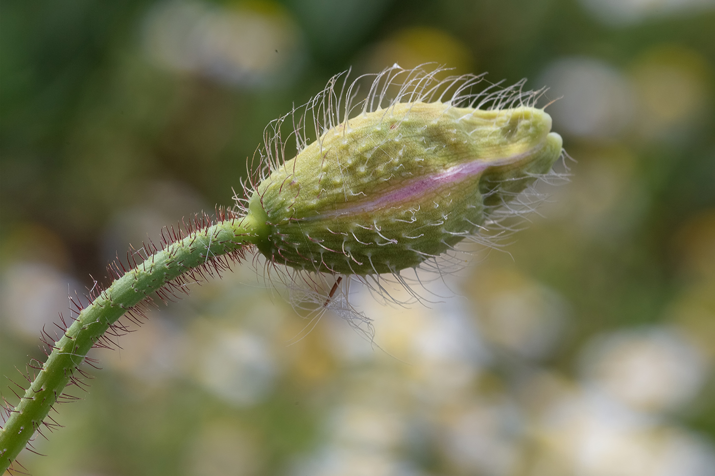 Изображение особи Papaver umbonatum.