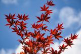 Acer palmatum. Ветви вегетирующего растения (культивар). Чечня, г. Аргун, в культуре. 25.07.2022.