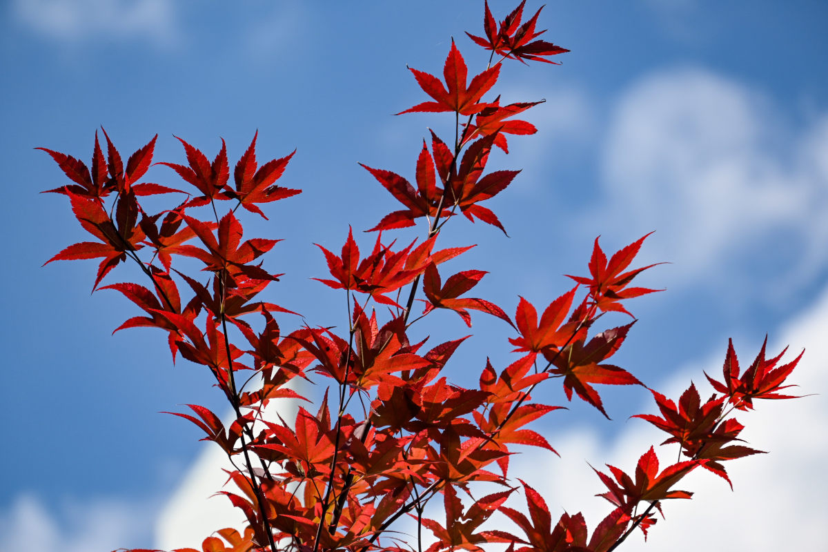 Image of Acer palmatum specimen.