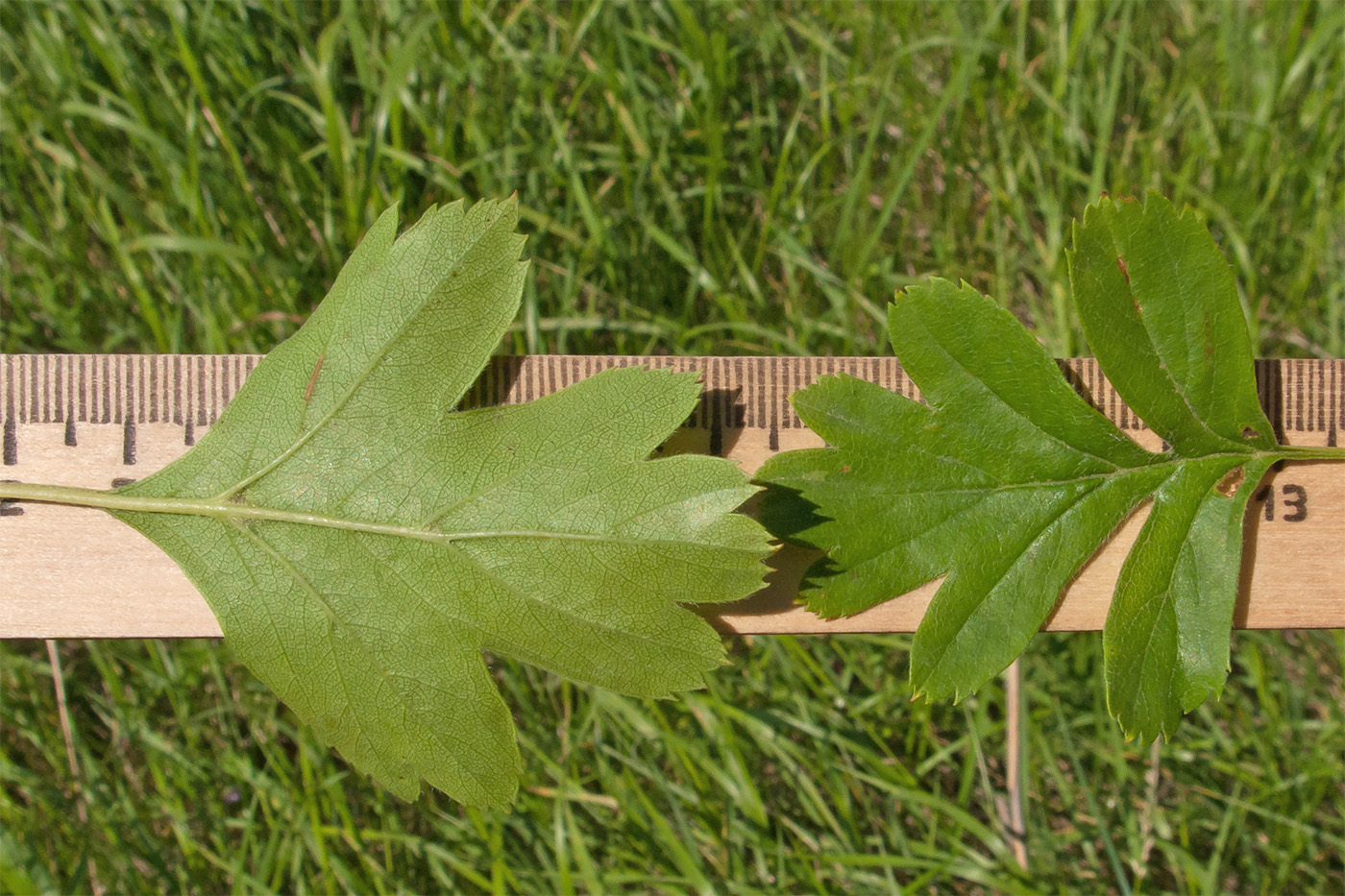 Image of Crataegus dipyrena specimen.