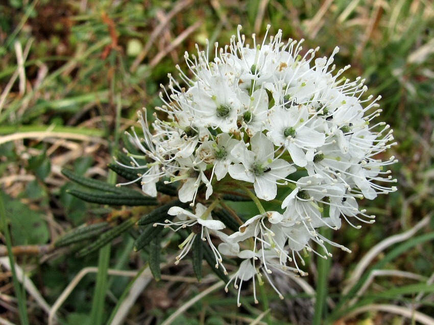 Image of Ledum palustre specimen.