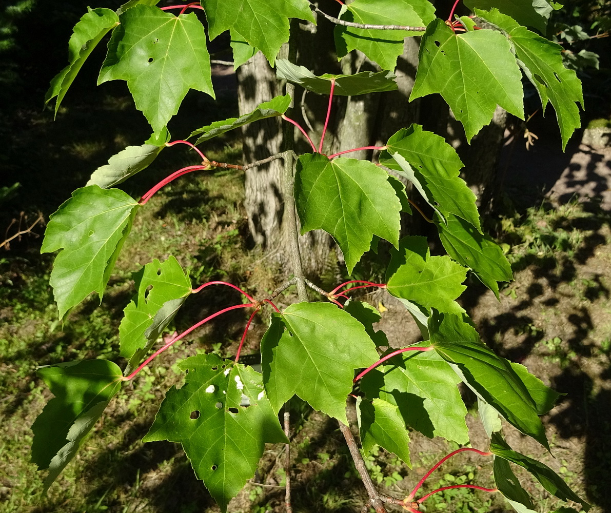 Изображение особи Acer rubrum.