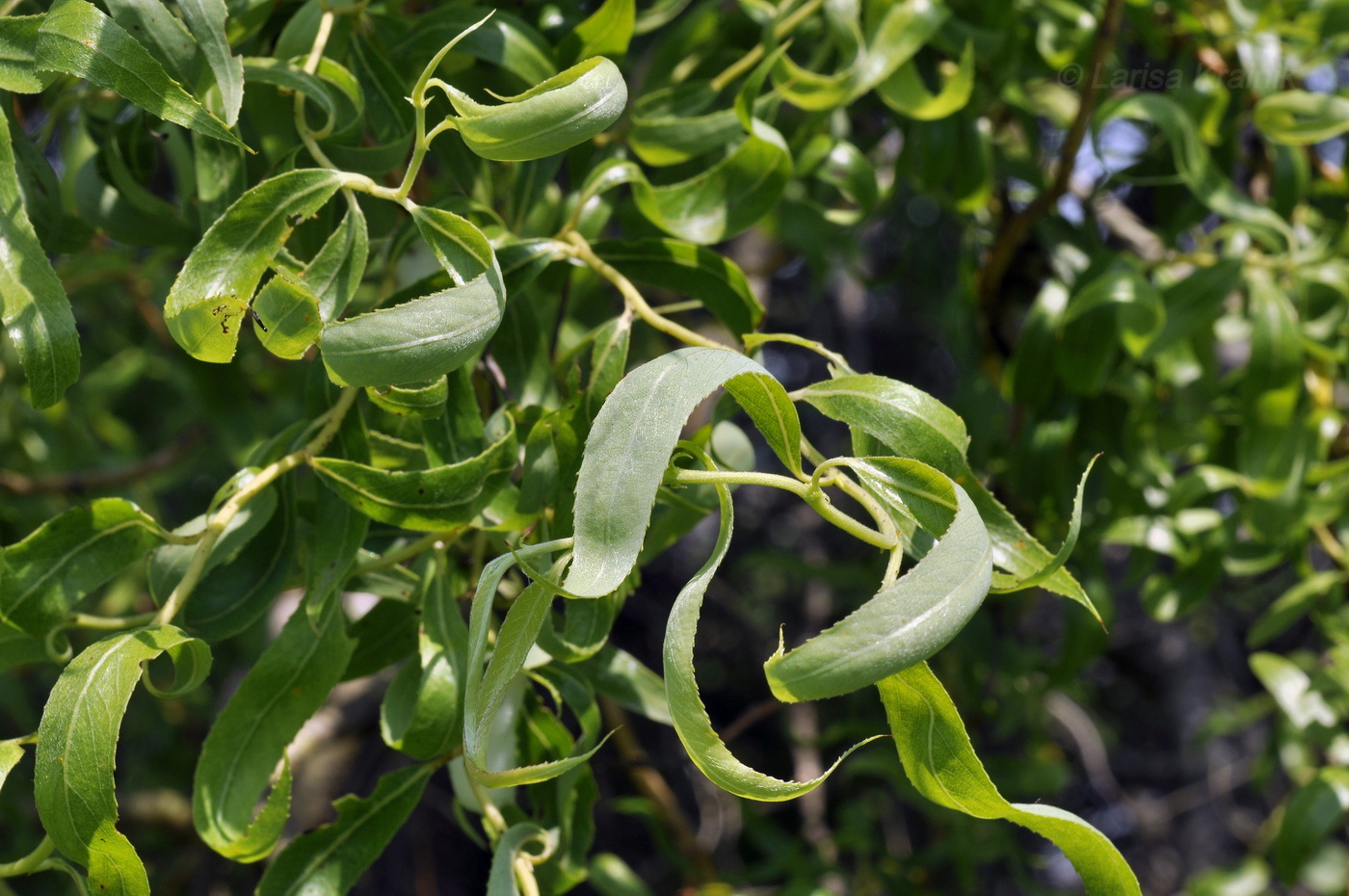 Image of Salix matsudana specimen.