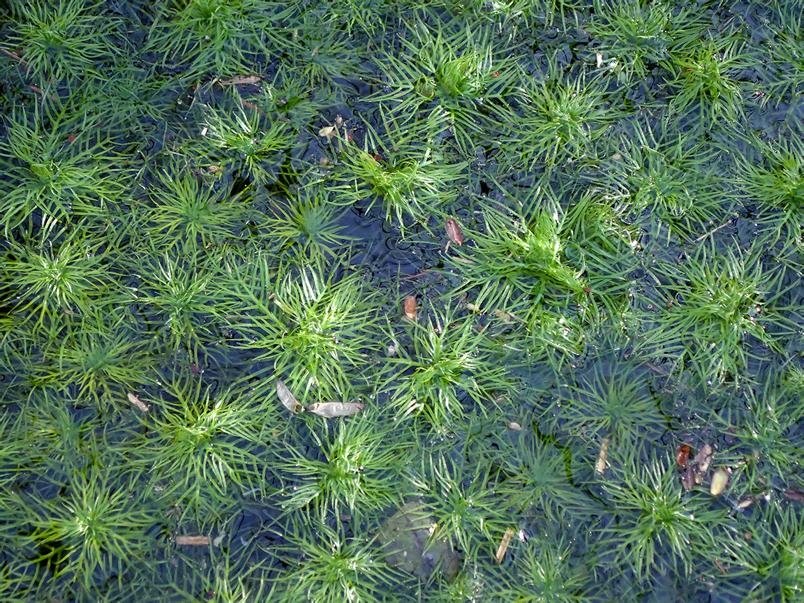 Image of Hottonia palustris specimen.