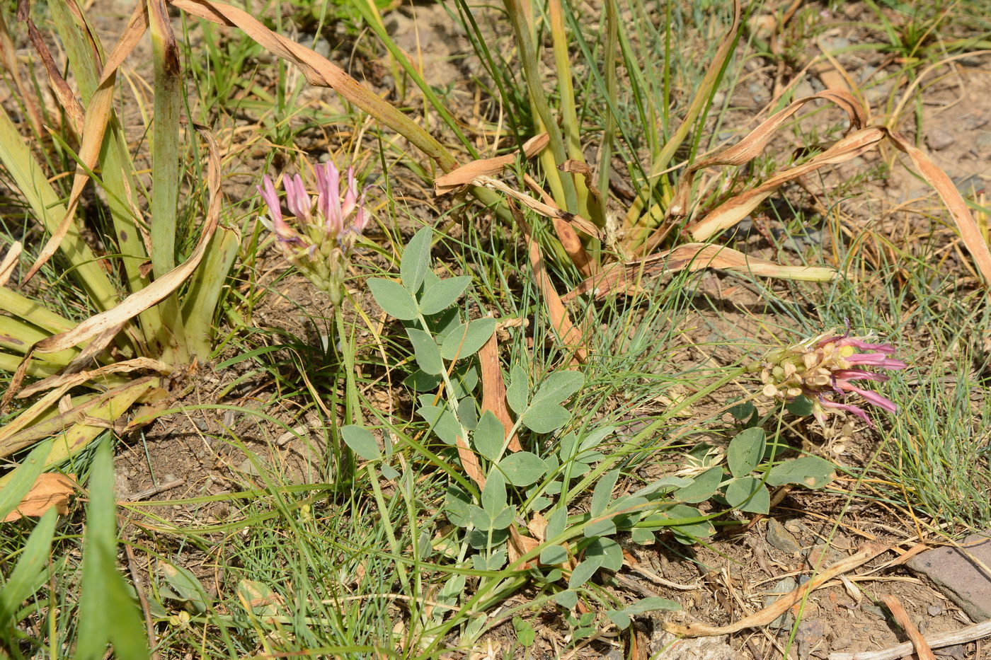 Изображение особи Astragalus platyphyllus.