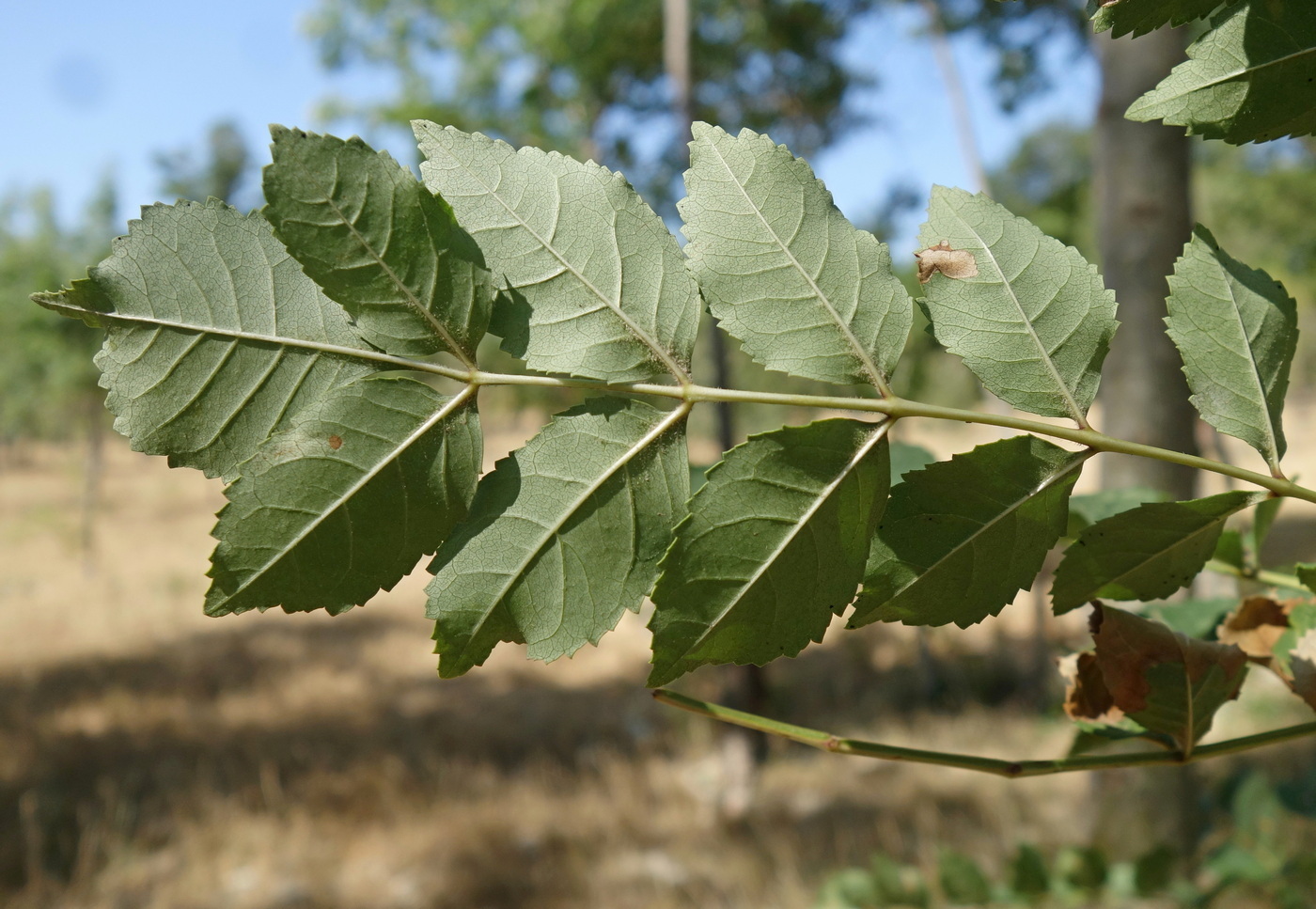 Изображение особи Fraxinus excelsior.