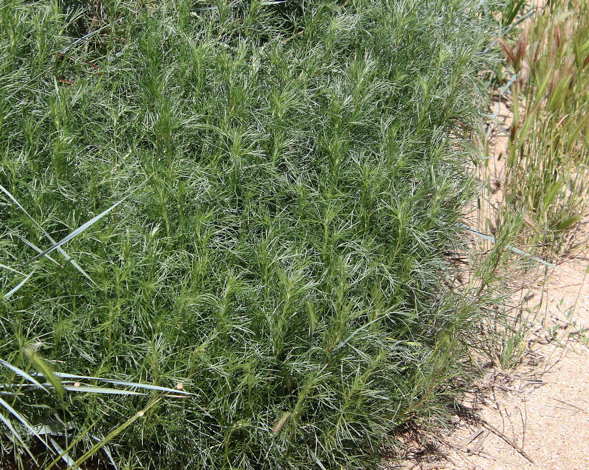 Image of Artemisia abrotanum specimen.