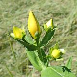 Hypericum ascyron