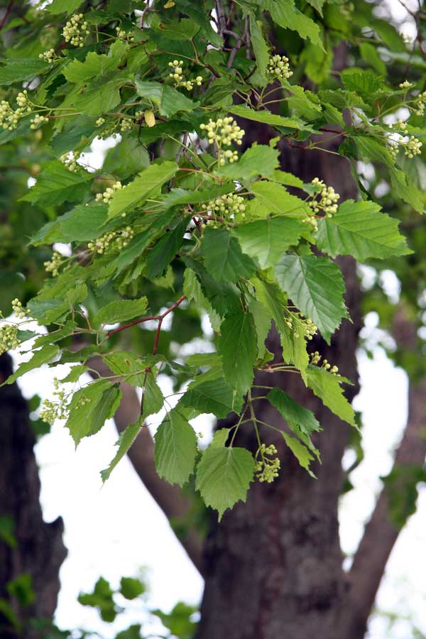 Image of Acer tataricum specimen.