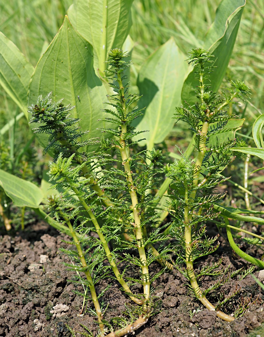 Изображение особи Myriophyllum verticillatum.