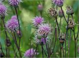 Cirsium arvense