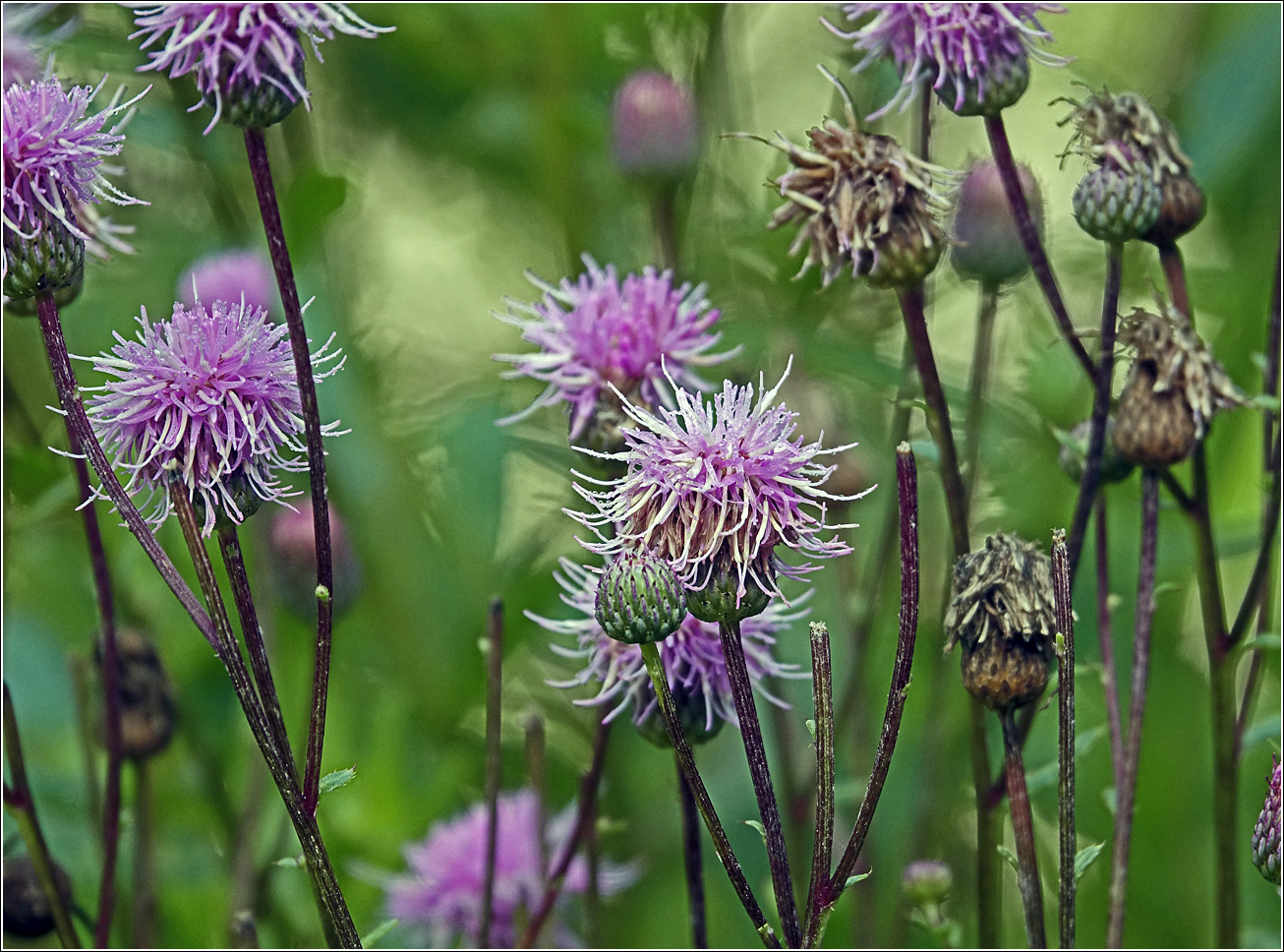 Изображение особи Cirsium arvense.