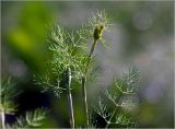 Anethum graveolens. Верхушка побега с формирующимся соцветием и лист. Московская обл., Раменский р-н, окр. дер. Хрипань, садовый участок. 17.07.2024.