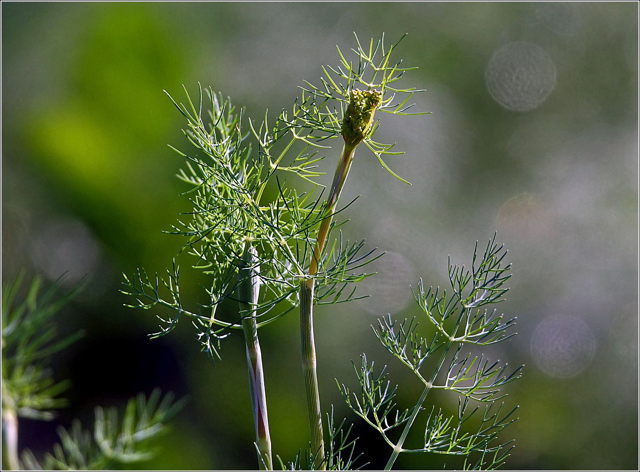 Изображение особи Anethum graveolens.