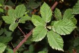 Rubus sanctus