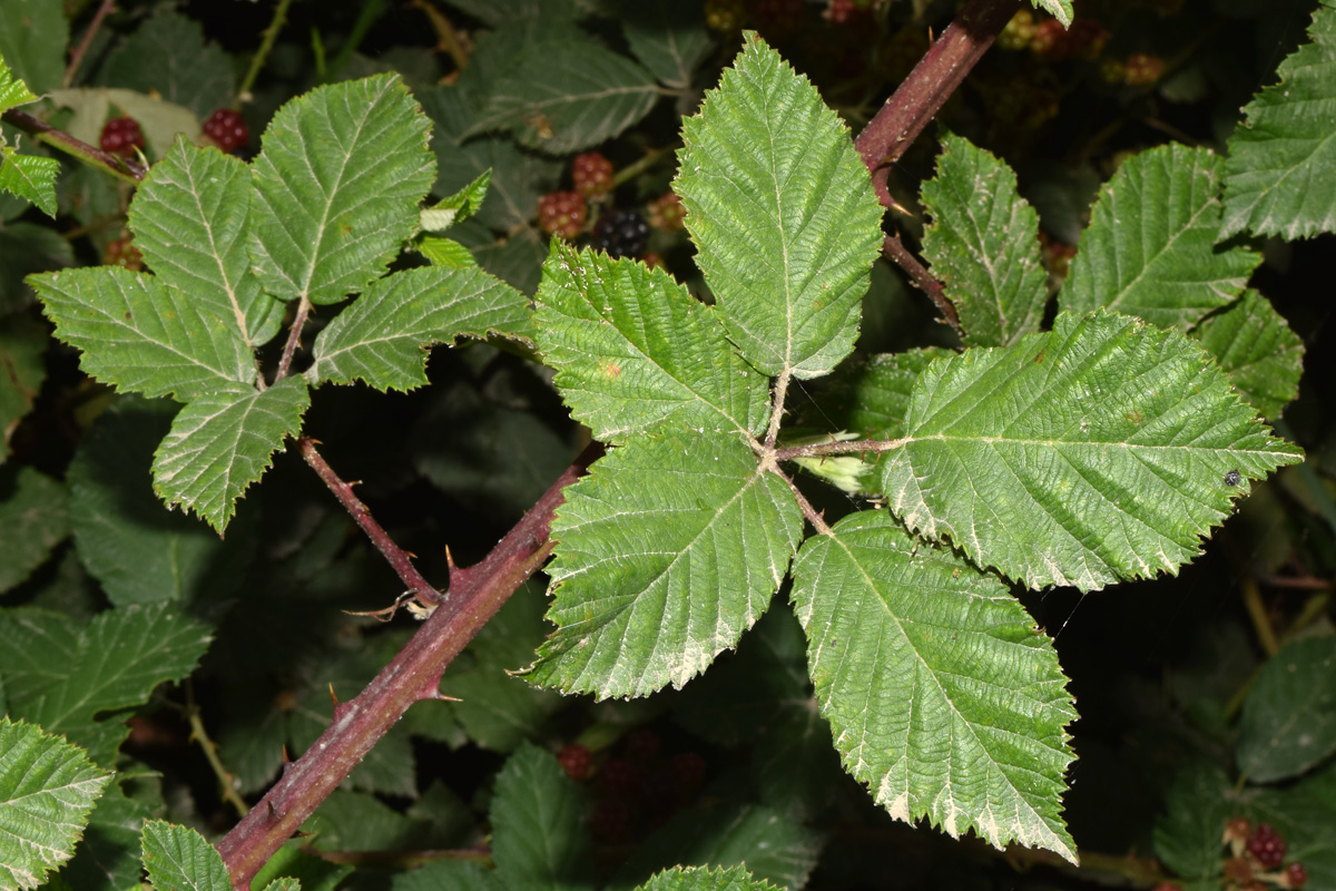 Изображение особи Rubus sanctus.