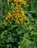 Lysimachia vulgaris. Верхушка цветущего растения. Костромская обл., г. Кострома, устье р. Кострома, луг. 29.06.2024.