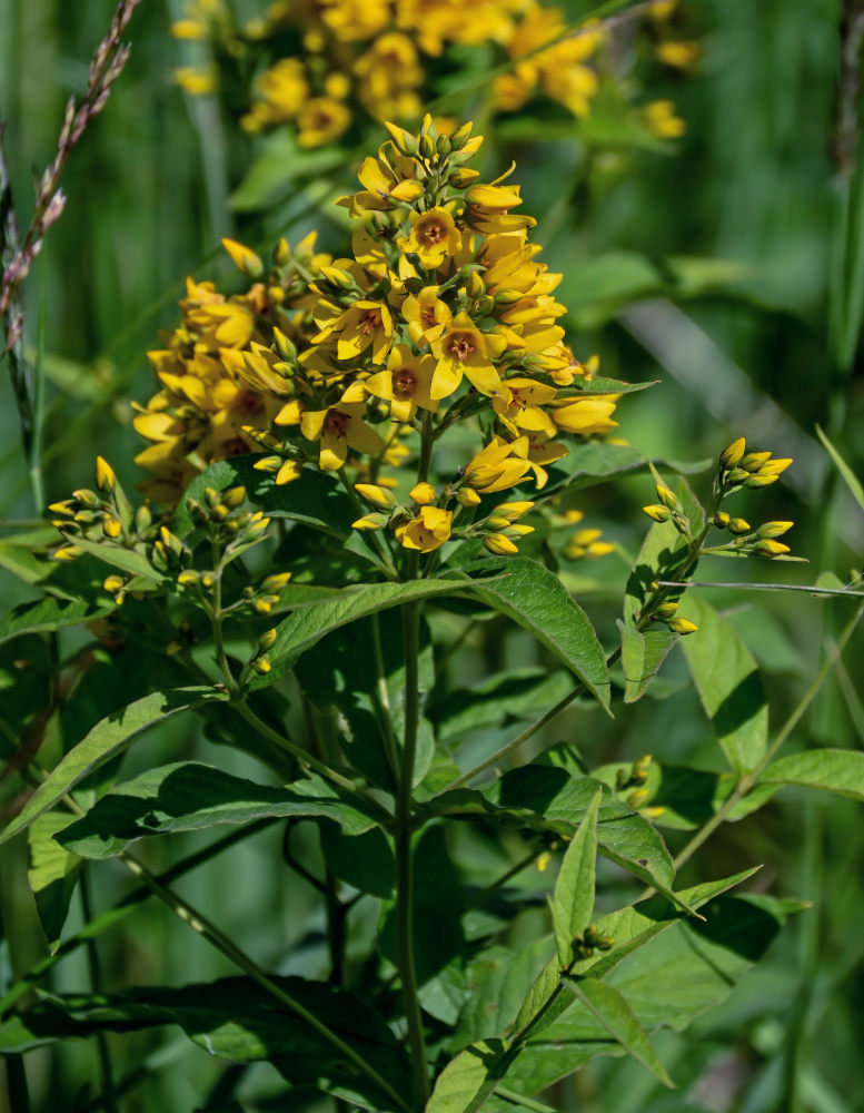 Изображение особи Lysimachia vulgaris.