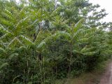 Ailanthus altissima. Группа разновозрастных деревьев. Крым, Южный Берег, долина р. Алака (Сотера), обочина грунтовой дороги. 26.05.2024.