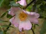 Rosa corymbifera