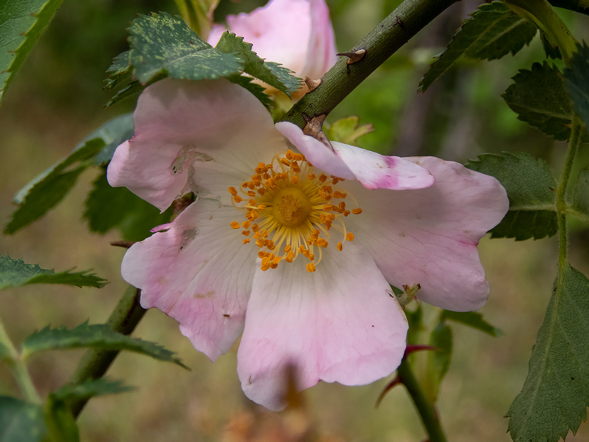 Image of Rosa corymbifera specimen.