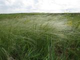 Stipa lessingiana. Цветущие растения. Казахстан, Туркестанская обл., Сырдарья-Туркестанский государственный региональный природный парк, Боралдайский филиал, ≈ 1150 м н.у.м., степь. 16.05.2024.