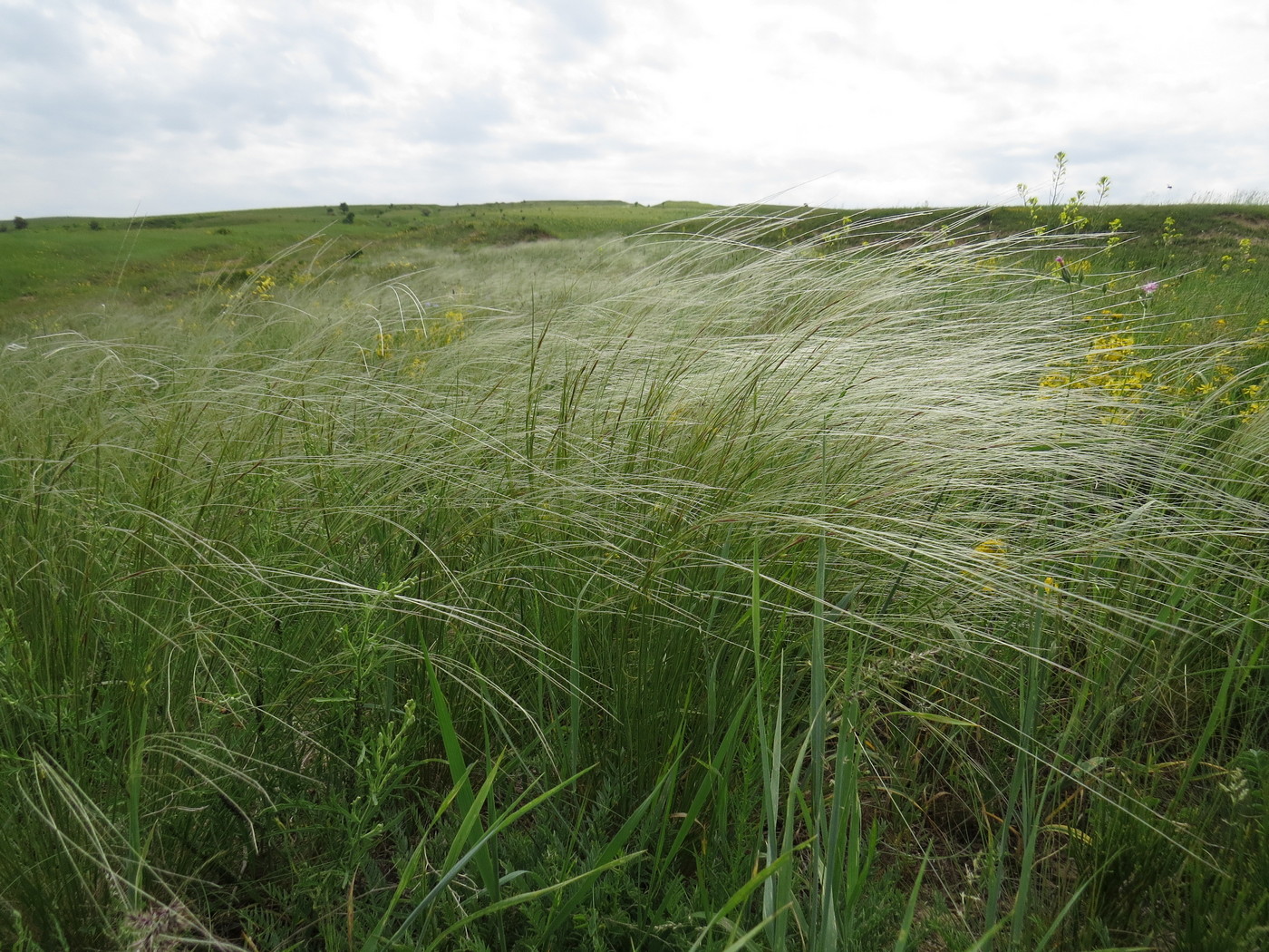 Изображение особи Stipa lessingiana.