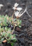 Dryas punctata. Плодоносящее растение. Камчатский край, Елизовский р-н, вулкан Авачинская сопка, западный склон, шлаковое поле. 11.08.2024.