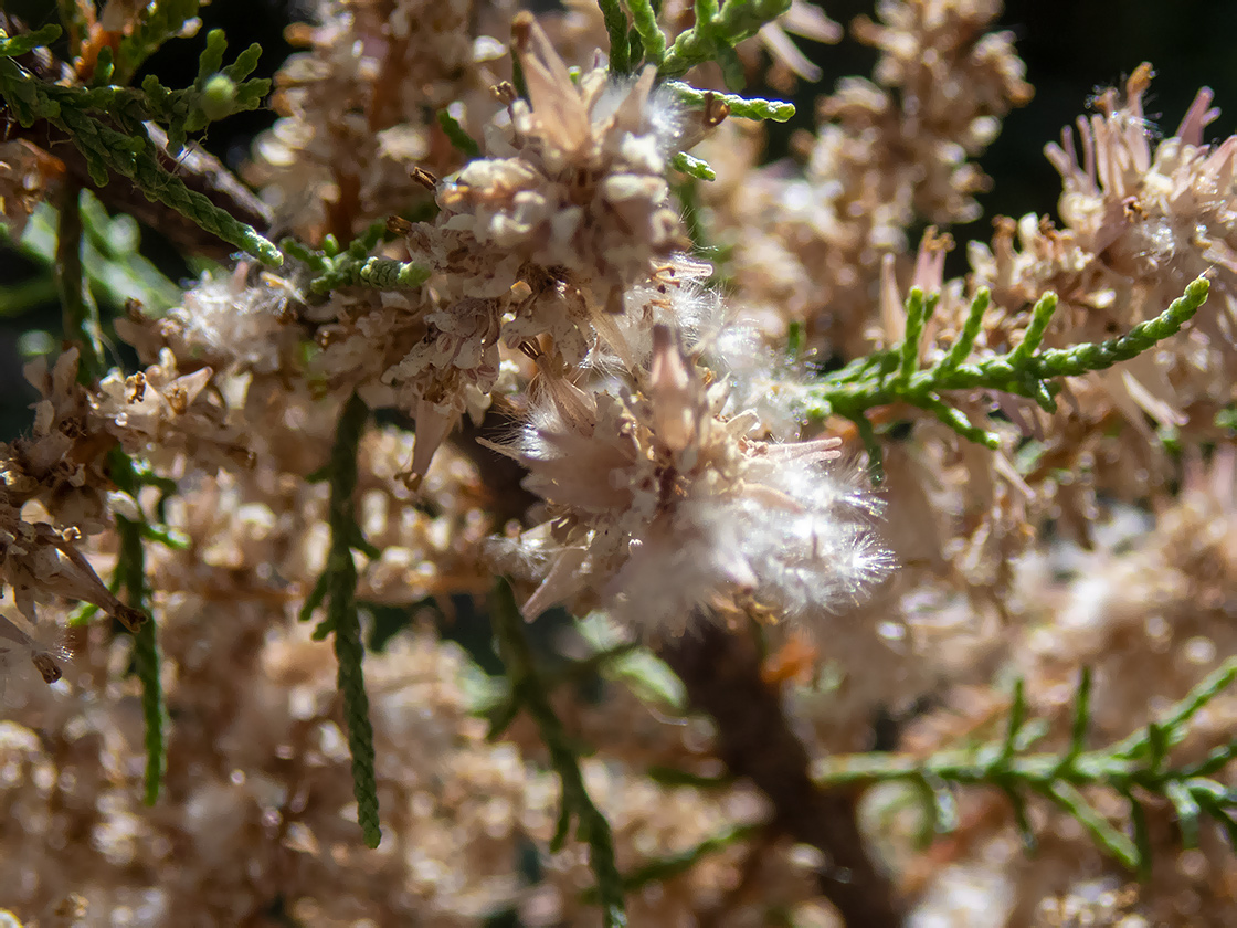 Image of Tamarix tetrandra specimen.