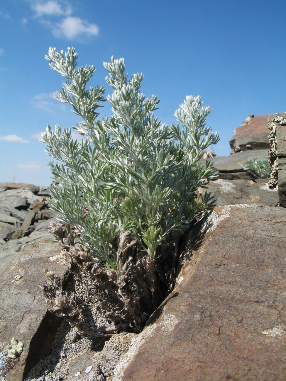 Image of genus Artemisia specimen.