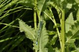 Pedicularis resupinata. Часть побега с верхушкой листа (вид на абаксиальную поверхность) с сидящей стрекозой (Enallagma cyathigerum). Приморский край, Шкотовский р-н, с. Новонежино, берег болотца. 18.06.2023.