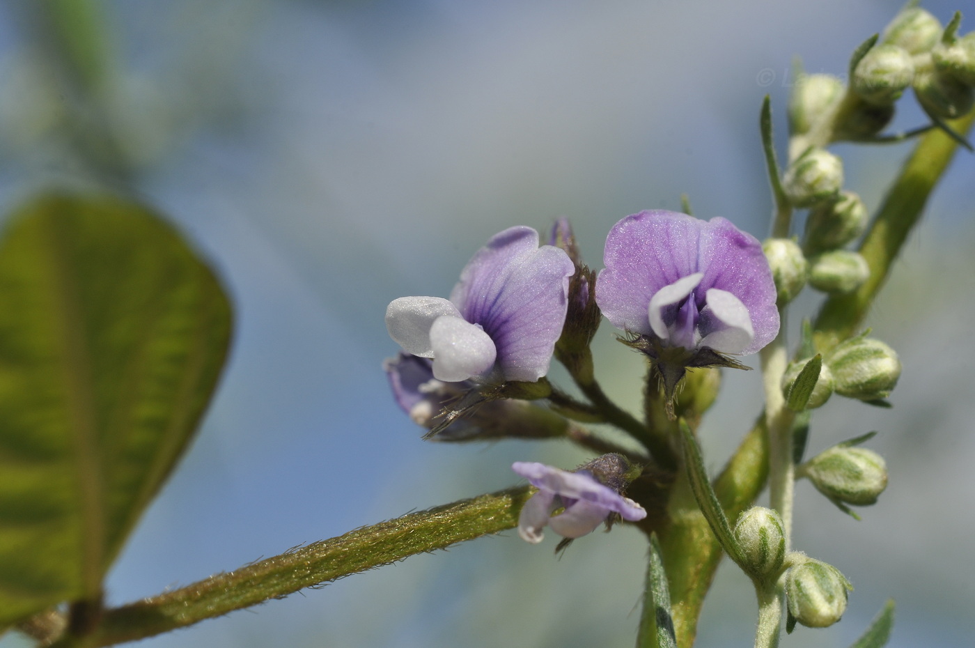 Image of Glycine soja specimen.