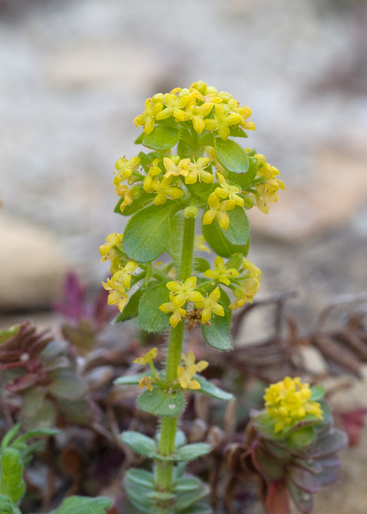 Изображение особи Cruciata laevipes.